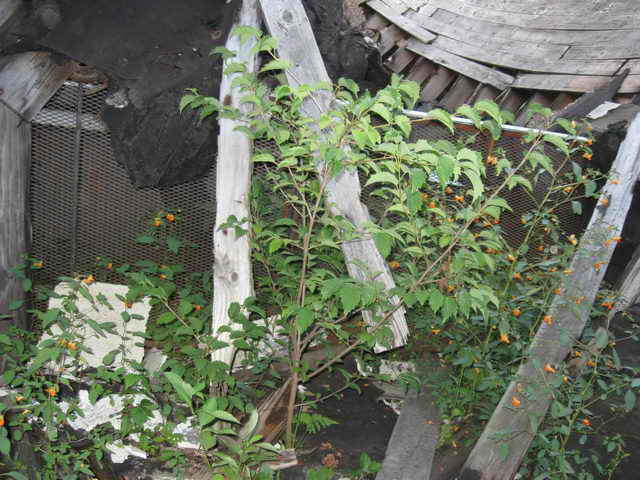 Moonlite Drive-In - 2014 Photo (newer photo)